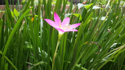 Close-up of purple flower blooming outdoors