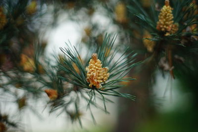 Close-up of flower growing on plant