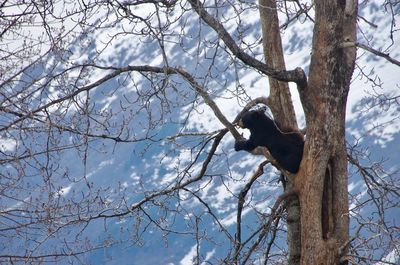 Low angle view of bird perching on tree against sky