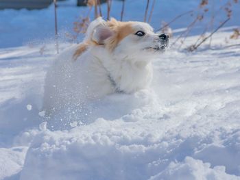 Great pyrenese playing in the snow