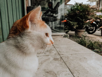 Close-up of cat looking away