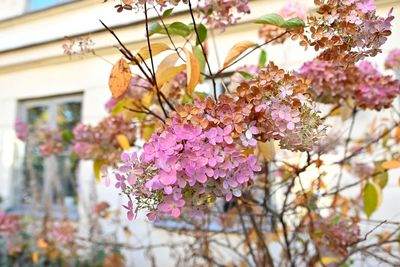Close-up of pink cherry blossom