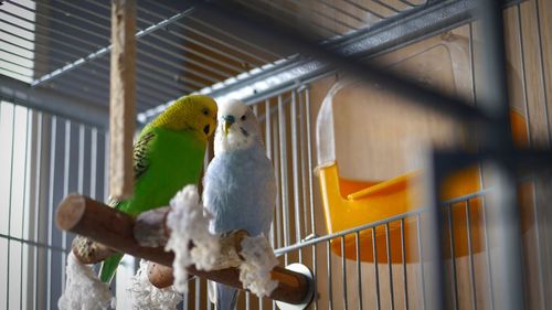 Close-up of budgies perching in cage