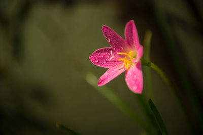 Close-up of pink flower