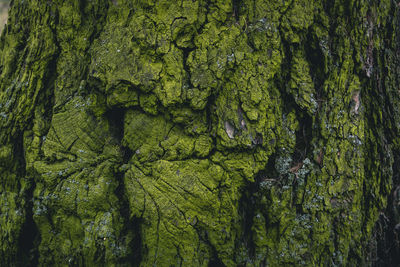 Moss green on the bark of a tree on the north side texture wood