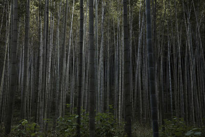 Bamboo trees in forest