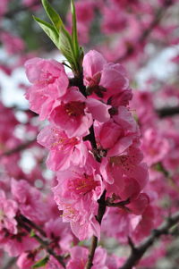 Close-up of pink cherry blossoms in spring