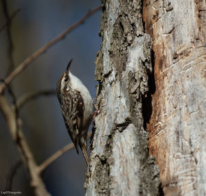 Low angle view of bird perching on tree trunk