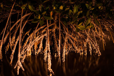 Close-up of illuminated trees against sky at night