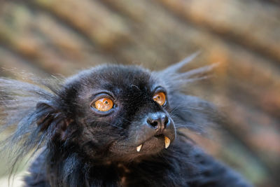 Close-up portrait of a black lemur