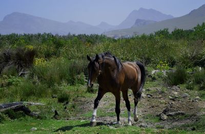 Horses standing on field against sky