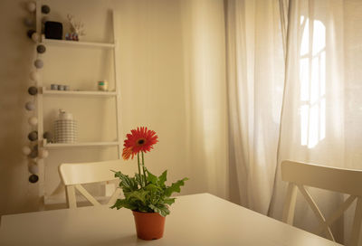 Potted plant on table at home