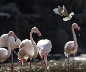 A bird - or a bird - flamingo in water