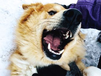 Close-up of dog yawning