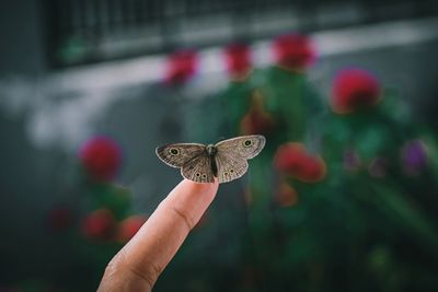 Close-up of hand holding butterfly