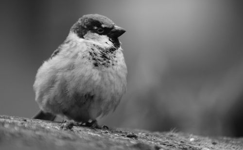 Close-up of bird perching outdoors