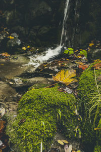 Scenic view of waterfall