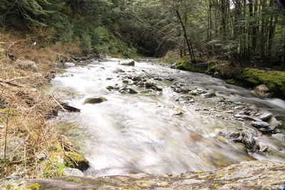 Stream flowing through forest
