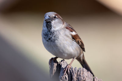 Close-up of bird perching on wood