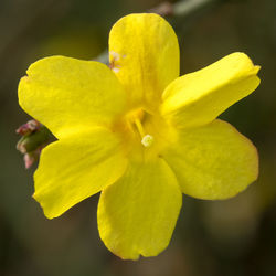 Close-up of yellow flower blooming outdoors