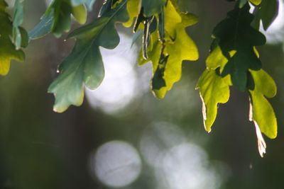 Close-up of leaves