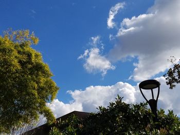 Low angle view of tree against sky