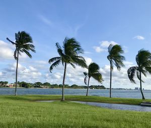 Palm trees on field against sky