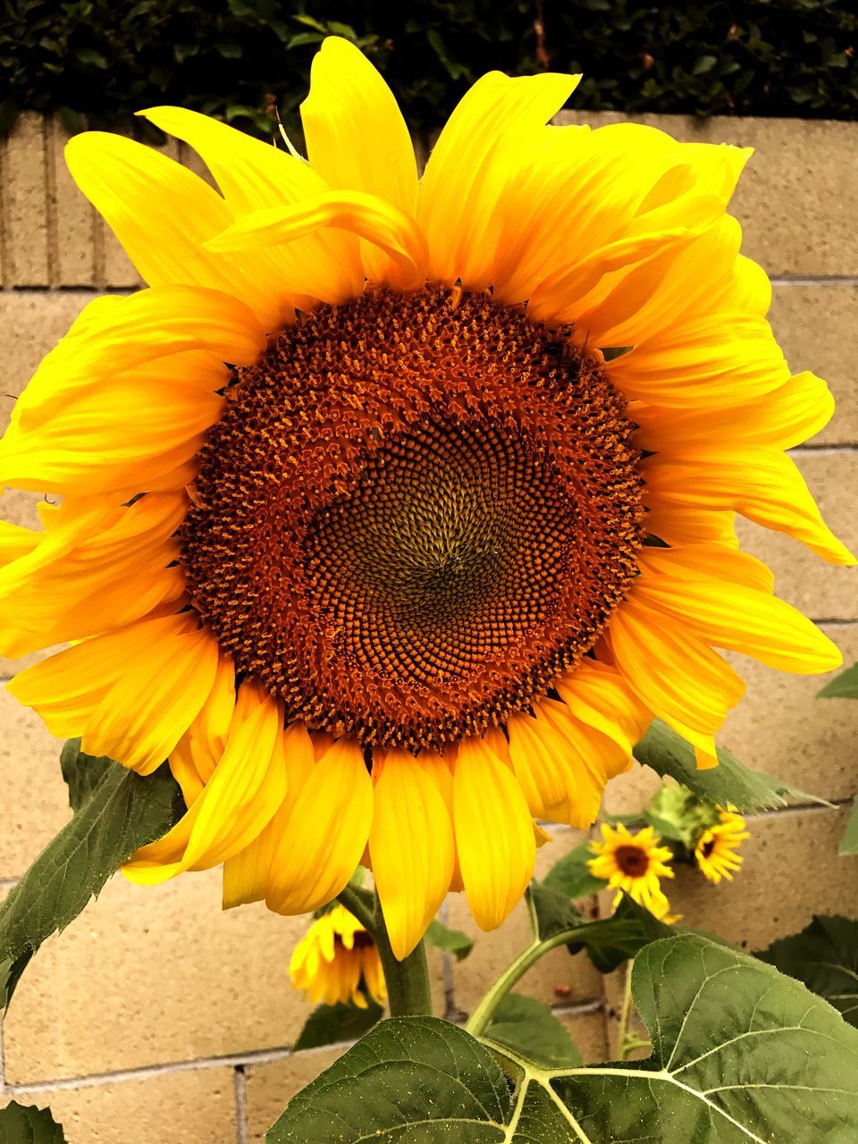 flower, petal, fragility, flower head, beauty in nature, nature, sunflower, freshness, pollen, growth, plant, outdoors, yellow, close-up, stamen, macro, day, no people, blossom, blooming, seed