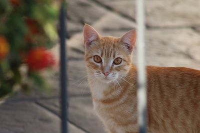 Portrait of cat on outdoors