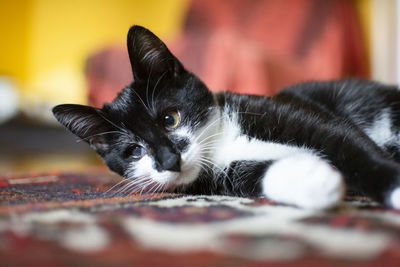 Close-up portrait of black cat lying down at home