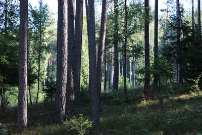 Trees in forest