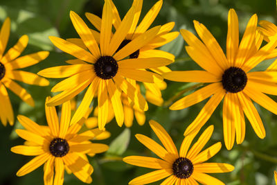 Close up of yellow black-eyed