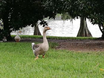 Swan on field by lake