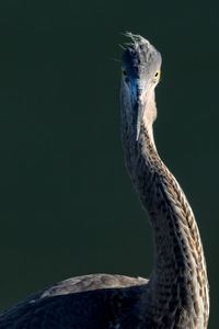 Close-up of bird