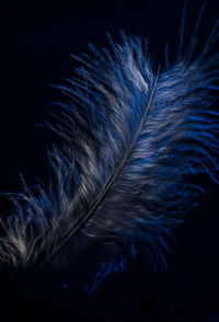 Close-up of feather against black background