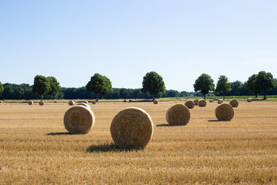 Straw rolls on the field. high quality photo