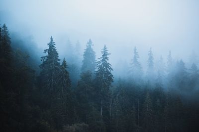 Pine trees in forest during foggy weather