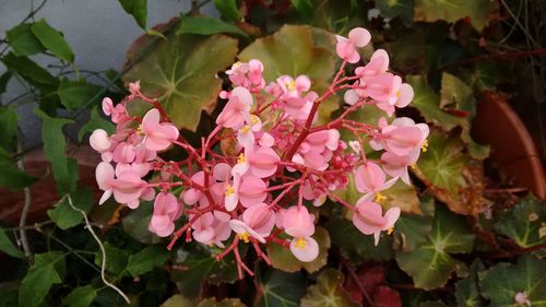 Close-up of pink flowers blooming outdoors