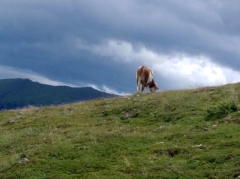 Horse standing in a field