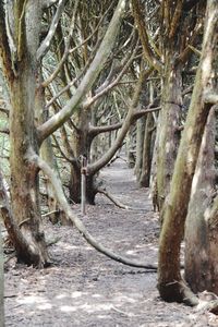 Trees in park