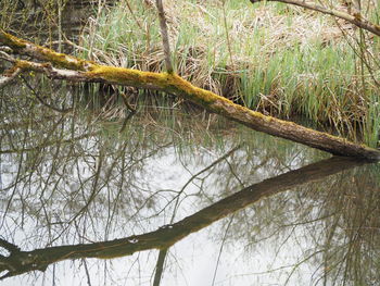 Low angle view of trees in forest