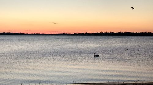 Silhouette birds flying over lake against sky during sunset