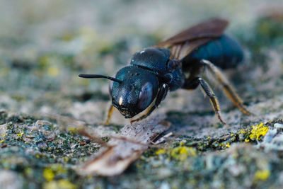 Frontal closeup on a mediterranean metallic blue colored small carpenter bee, ceratina chalcites