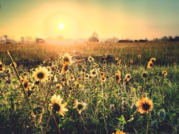 Yellow flowers blooming on field at sunset