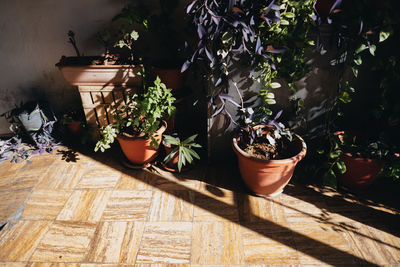 Potted plant on wooden floor