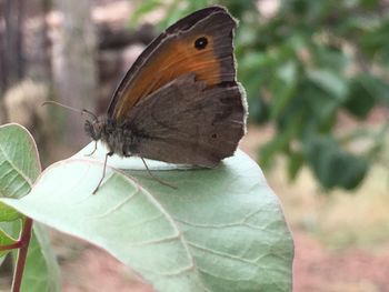 Close-up of butterfly on leaf