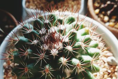 Close-up of succulent plant