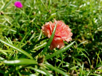 Close-up of pink flowering plant on field