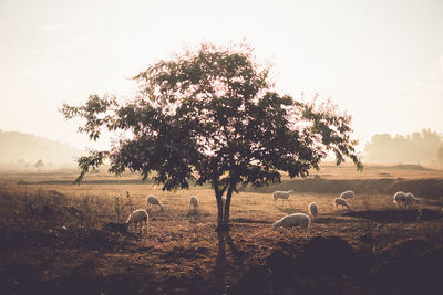 Tree growing in field