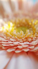 Close-up of yellow flowering plant